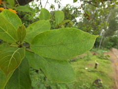 Ficus exasperata