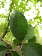 Flacourtia indica
