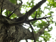 Flacourtia indica