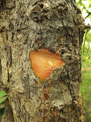 Flacourtia indica