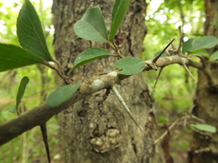 Flacourtia indica