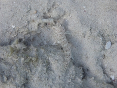 Istigobius decoratus