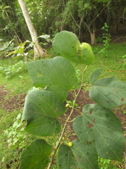 Grewia tiliifolia