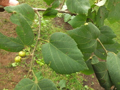 Grewia tiliifolia