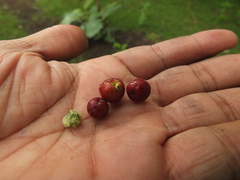 Grewia tiliifolia
