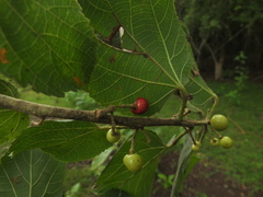 Grewia tiliifolia