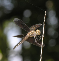 Rhyothemis obsolescens