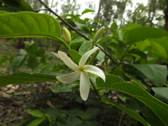 Holarrhena pubescens