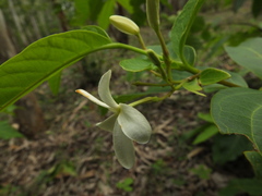 Holarrhena pubescens