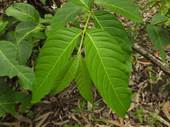 Holarrhena pubescens