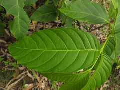 Holarrhena pubescens