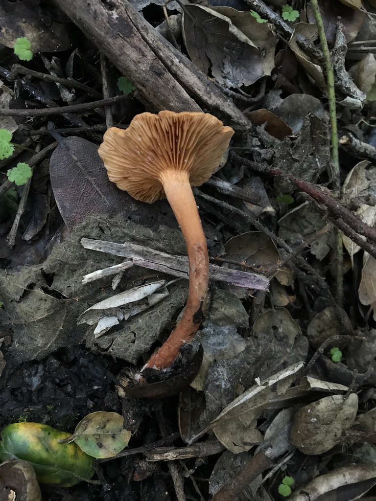 Lactarius rubidus · January 2026 · photo: © paganka (iNaturalist, cc-by-nc)