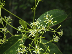 Acronychia pedunculata