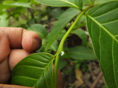 Holarrhena pubescens