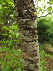 Holarrhena pubescens