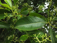 Acronychia pedunculata