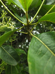 Acronychia pedunculata