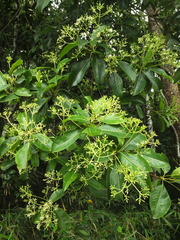 Acronychia pedunculata