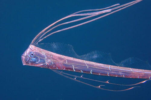Giant Oarfish