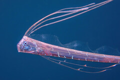 Oarfish photo 1