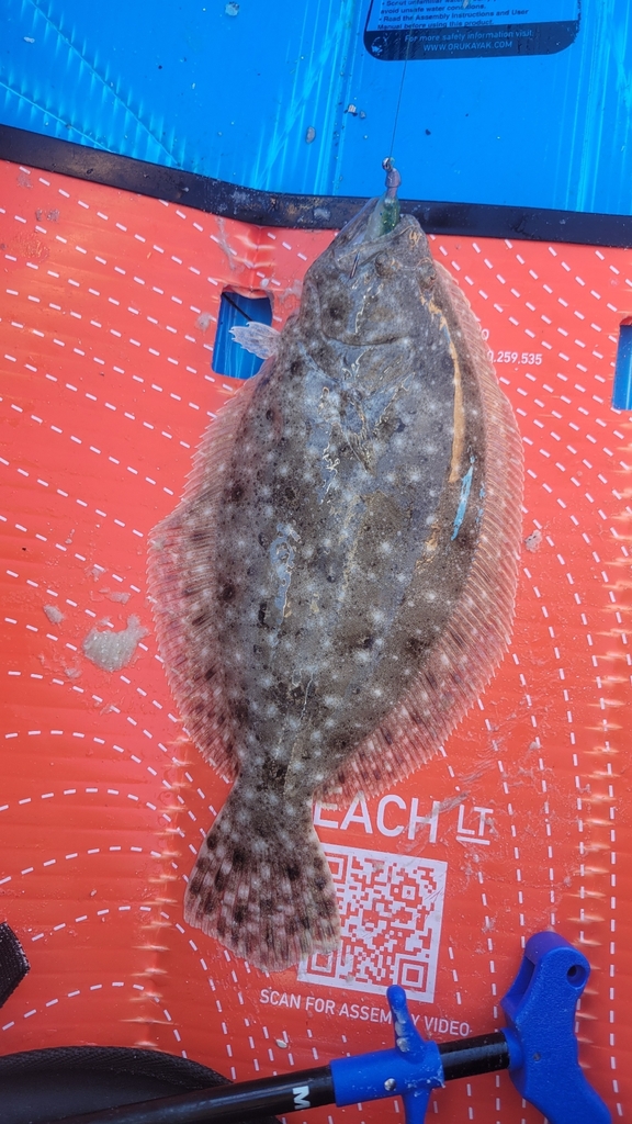 Gulf flounder (Paralichthys albigutta) — Paralichthyidae