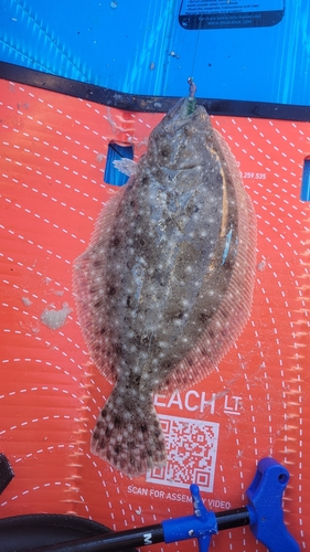 Gulf flounder (Paralichthys albigutta) — Paralichthyidae