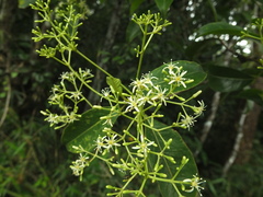 Acronychia pedunculata