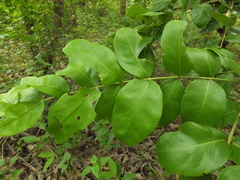 Lagerstroemia parviflora