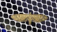 Eupithecia implorata