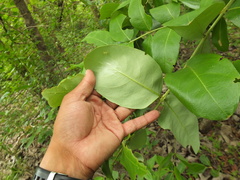 Lagerstroemia parviflora