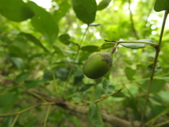 Lagerstroemia parviflora