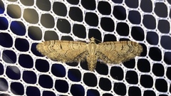 Eupithecia implorata