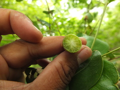Lagerstroemia parviflora