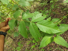 Lannea coromandelica