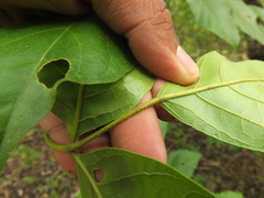 Lannea coromandelica