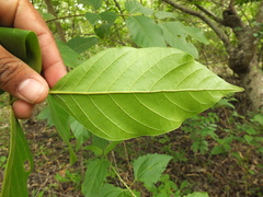 Lannea coromandelica