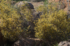 Hermannia johanssenii