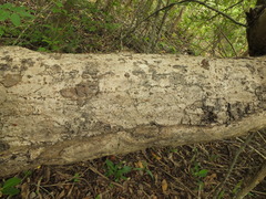 Lannea coromandelica