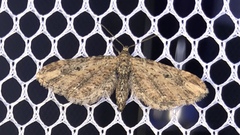 Eupithecia subapicata