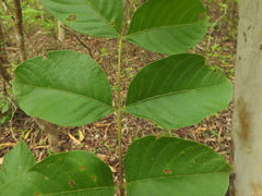 Lannea coromandelica