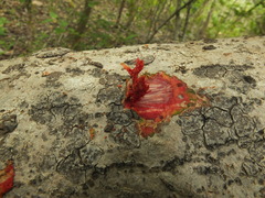 Lannea coromandelica