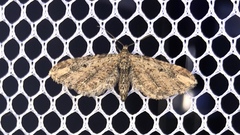 Eupithecia subapicata