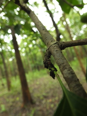 Meyna laxiflora