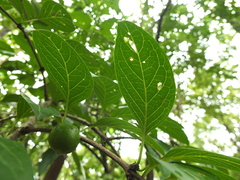 Meyna laxiflora