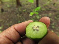 Meyna laxiflora