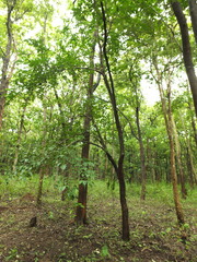 Meyna laxiflora