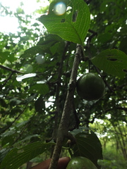 Meyna laxiflora