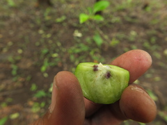 Meyna laxiflora