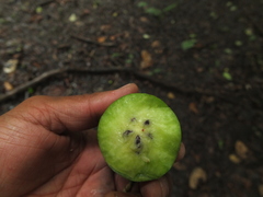 Meyna laxiflora