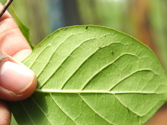 Meyna laxiflora